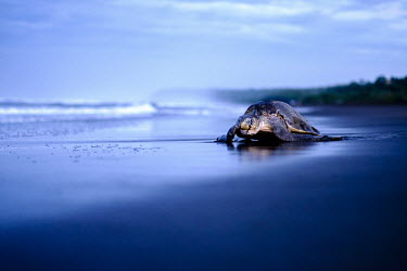 An olive ridley turtle makes its way along the shore sand,shore,beach,coast,coastal,tide,shallow focus,negative space,olive ridley,ridley turtle,sea turtle,sea turtles,turtle,turtles,shell,reptile,reptiles,Americas,Central America,Costa Rica,tropical,tr