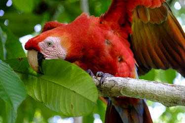 Scarlet macaw eating a leaf macaw,macaws,bird,birds,birdlife,avian,aves,wings,feathers,bill,plumage,parrot,parrots,colour,colourful,red,Americas,Central America,Costa Rica,rainforest,tropical,tropics,Scarlet macaw,Ara macao,Parr