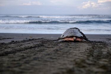 An olive ridley turtle leaves a trail along the sand it as it returns to the sea beach,coast,coastal,shore,journey,track,trail,olive ridley,ridley turtle,sea turtle,sea turtles,turtle,turtles,shell,reptile,reptiles,Americas,Central America,Costa Rica,tropical,tropics,invertebrate,