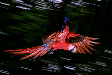 An action shot of a scarlet macaw in flight action,flight,fly,flying,wings,wing,aerial,macaw,macaws,bird,birds,birdlife,avian,aves,feathers,bill,plumage,parrot,parrots,colour,colourful,red,Americas,Central America,Costa Rica,rainforest,tropical