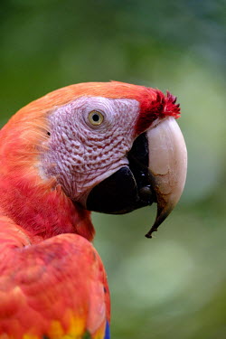 Face shot of a scarlet macaw macaw,macaws,bird,birds,birdlife,avian,aves,wings,feathers,bill,plumage,parrot,parrots,colour,colourful,red,Americas,Central America,Costa Rica,rainforest,tropical,tropics,Scarlet macaw,Ara macao,Parr
