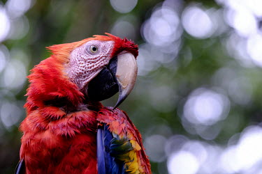 Face shot of a scarlet macaw close up,shallow focus,negative space,face,bill,bokeh,macaw,macaws,bird,birds,birdlife,avian,aves,wings,feathers,plumage,parrot,parrots,colour,colourful,red,Americas,Central America,Costa Rica,rainfor