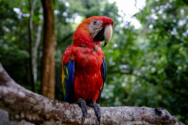 A scarlet macaw perching in a tree perch,perched,perching,branch,tree,arboreal,macaw,macaws,bird,birds,birdlife,avian,aves,wings,feathers,bill,plumage,parrot,parrots,colour,colourful,red,Americas,Central America,Costa Rica,rainforest,t