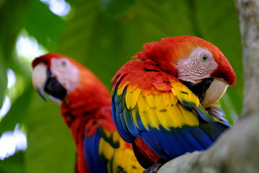 A pair of scarlet macaw perching in a tree Ben Cherry macaw,macaws,bird,birds,birdlife,avian,aves,wings,feathers,bill,plumage,parrot,parrots,colour,colourful,red,Americas,Central America,Costa Rica,rainforest,tropical,tropics,Scarlet macaw,Ara macao,Parrots,Psittaciformes,Chordates,Chordata,Aves,Birds,Parakeets, Macaws, Parrots,Psittacidae,Rainforest,macao,Ara,South America,Animalia,Herbivorous,Sub-tropical,Savannah,Least Concern,Riparian,Flying,Arboreal,Appendix I,IUCN Red List,Spanish