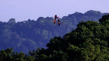 Four scarlet macaw flying over the jungle canopy macaw,macaws,bird,birds,birdlife,avian,aves,wings,feathers,bill,plumage,parrot,parrots,colour,colourful,red,Americas,Central America,Costa Rica,rainforest,tropical,tropics,Scarlet macaw,Ara macao,Parr