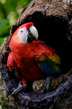 Scarlet macaw emerging from its nest in the trunk of a tree macaw,macaws,bird,birds,birdlife,avian,aves,wings,feathers,bill,plumage,parrot,parrots,colour,colourful,red,Americas,Central America,Costa Rica,rainforest,tropical,tropics,Scarlet macaw,Ara macao,Parr