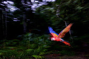 An action shot of a scarlet macaw flying action,flight,fly,flying,wings,wing,aerial,macaw,macaws,bird,birds,birdlife,avian,aves,feathers,bill,plumage,parrot,parrots,colour,colourful,red,Americas,Central America,Costa Rica,rainforest,tropical