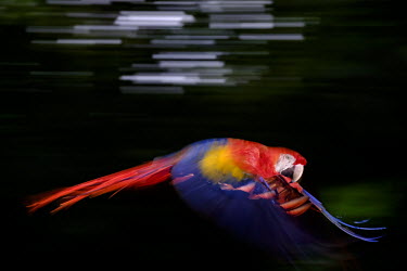 An action shot of a scarlet macaw in flight action,flight,fly,flying,wings,wing,aerial,macaw,macaws,bird,birds,birdlife,avian,aves,feathers,bill,plumage,parrot,parrots,colour,colourful,red,Americas,Central America,Costa Rica,rainforest,tropical