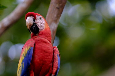 Scarlet macaw in a tree Ben Cherry close up,shallow focus,negative space,face,bill,bokeh,macaw,macaws,bird,birds,birdlife,avian,aves,wings,feathers,plumage,parrot,parrots,colour,colourful,red,Americas,Central America,Costa Rica,rainforest,tropical,tropics,Scarlet macaw,Ara macao,Parrots,Psittaciformes,Chordates,Chordata,Aves,Birds,Parakeets, Macaws, Parrots,Psittacidae,Rainforest,macao,Ara,South America,Animalia,Herbivorous,Sub-tropical,Savannah,Least Concern,Riparian,Flying,Arboreal,Appendix I,IUCN Red List,Spanish