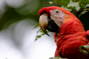 Side profile of a scarlet macaw sat in a tree macaw,macaws,bird,birds,birdlife,avian,aves,wings,feathers,bill,plumage,parrot,parrots,colour,colourful,red,Americas,Central America,Costa Rica,rainforest,tropical,tropics,Scarlet macaw,Ara macao,Parr