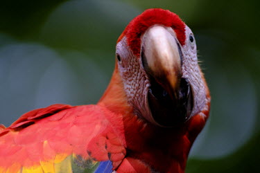 Scarlet macaw looking at the camera side on macaw,macaws,bird,birds,birdlife,avian,aves,wings,feathers,bill,plumage,parrot,parrots,colour,colourful,red,Americas,Central America,Costa Rica,rainforest,tropical,tropics,Scarlet macaw,Ara macao,Parr