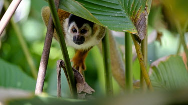 A squirrel monkey climbing through vegetation climb,climbing,forage,foraging,shy,arboreal,squirrel monkey,monkey,monkeys,primate,primates,mammal,mammals,Americas,Central America,Costa Rica,rainforest,tropical,tropics,forest,forests,close up,shall