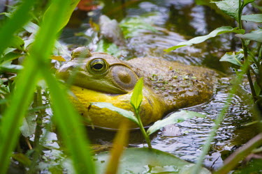 American bullfrog in water bullfrog,american bullfrog,anura,amphibia,ranidae,chordata,lithobates catesbeianus,ellis lake wetlands,frogs,invasive,invasive species,amphibians,American bullfrog,Lithobates catesbeianus,Ranidae,Rani