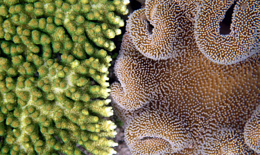 Acropora spp and sarcophyton spp coral competefor real estate on the reef leather coral,toadstool coral,acropora,finger coral,green,polyps,coral,corals,coral reef,reef life,invertebrate,invertebrates,marine invertebrate,marine invertebrates,sea life,sea,sea creature,ocean,m