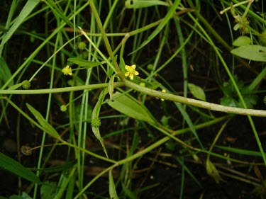 Adder's-tongue spearwort in flower Habitat,Species in habitat shot,Leaves,Flower,Mature form,Magnoliopsida,Dicots,Buttercup Family,Ranunculaceae,Ranunculales,Photosynthetic,Aquatic,Ponds and lakes,Wildlife and Conservation Act,Anthophy