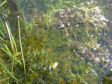 Convergent stonewort Leaves,Species in habitat shot,Habitat,Mature form,Chlorophyta,Green Algae,Europe,Photosynthetic,Chara,Protista,Charophyceae,Temporary water,Characeae,Endangered,Aquatic,Ponds and lakes,Charales,Wildl