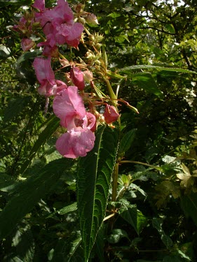 Himalayan balsam in flower Species in habitat shot,Flower,Leaves,Mature form,Habitat,Ericales,Balsaminaceae,Touch-Me-Not Famiily,Geraniales,Magnoliophyta,Flowering Plants,Magnoliopsida,Dicots,Photosynthetic,Europe,Temperate,Rip