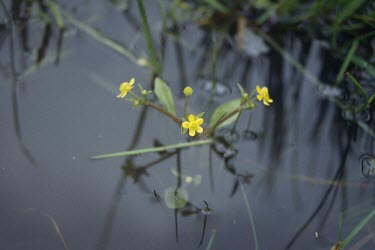 Adder's-tongue spearwort in water Flower,Magnoliopsida,Dicots,Buttercup Family,Ranunculaceae,Ranunculales,Photosynthetic,Aquatic,Ponds and lakes,Wildlife and Conservation Act,Anthophyta,Asia,Temporary water,Endangered,Ranunculus,Europ