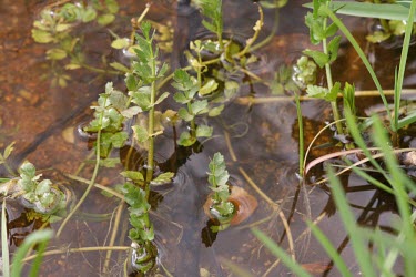 Creeping marshwort in water Mature form,Leaves,Habitat,Species in habitat shot,Magnoliopsida,Dicots,Apiales,Apiaceae,Apium,Europe,Anthophyta,Agricultural,Ponds and lakes,Plantae,Photosynthetic,Temporary water,Wetlands,Critically