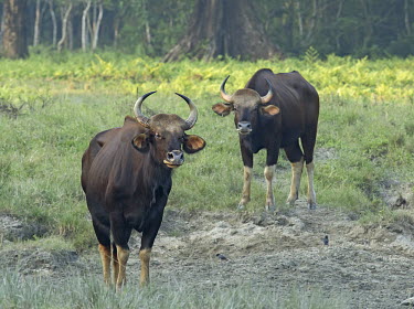 A pair of gaur looking at the camera, standing in a field Indian bison,seladang,Asia,India,Asian,Indian,herbivores,herbivore,vertebrate,mammal,mammals,terrestrial,bison,cattle,ungulate,bovine,horns,horn,horned,ears,grassland,grass,forest,forests,Gaur,Bos gau