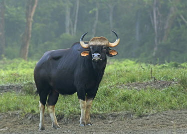 A gaur looking at the camera as its standing in a field Indian bison,seladang,Asia,India,Asian,Indian,herbivores,herbivore,vertebrate,mammal,mammals,terrestrial,bison,cattle,ungulate,bovine,horns,horn,horned,ears,grassland,grass,forest,forests,face,Gaur,Bo