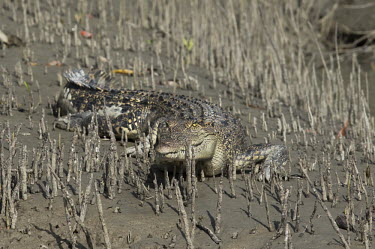 A saltwater crocodile basking amongst the mangrove propagules mangrove,mangroves,propagules,mud,muddy,dirt,dirty,reptile,reptiles,scales,scaly,reptilia,lizards and snakes,terrestrial,cold blooded,croc,crocs,crocodile,crocodiles,carnivore,eye,eyes,teeth,jaw,jaws,