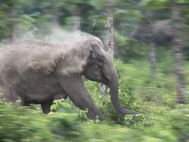 An Asian elephant charging thorugh the forest mastodon,mastodons,mammoth,mammoths,elephant,elephants,trunk,trunks,herbivores,herbivore,vertebrate,mammal,mammals,terrestrial,Asia,Asian,India,Indian,Indian elephant,Asiatic elephant,forest,forests,j