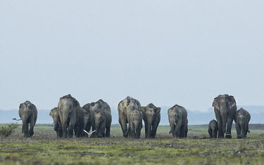 A largeof Asian elephant making their way across the grassland mastodon,mastodons,mammoth,mammoths,elephant,elephants,trunk,trunks,herbivores,herbivore,vertebrate,mammal,mammals,terrestrial,Asia,Asian,India,Indian,Indian elephant,Asiatic elephant,landscape,grassl