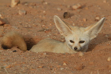 Fennec fox sat in a hole in the desert fox,canine,desert fox,desert,sand,fennec,ears,ear,adaptation,deserts,small,cute,face,tail,negative space,beige,shallow focus,close up,foxes,dogs,dog,canid,canidae,Fennec fox,Vulpes zerda,Mammalia,Mamm