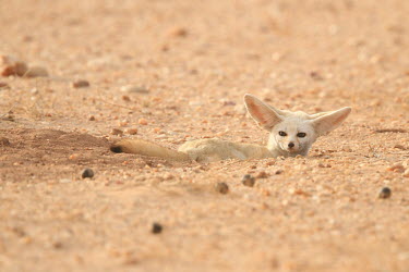 Fennec fox digging a hole in the desert fox,canine,desert fox,desert,sand,fennec,ears,ear,adaptation,deserts,small,cute,face,tail,negative space,beige,shallow focus,close up,foxes,dogs,dog,canid,canidae,Fennec fox,Vulpes zerda,Mammalia,Mamm