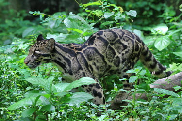 Clouded leopard prowling forest floor cat,cats,feline,felidae,predator,carnivore,wild cat,eyes,face,close up,coat,fur,furry,whiskers,leopard,pattern,patterned,camouflage,forest,forests,profile,hunting,hunt,foliage,vegetation,green backgro