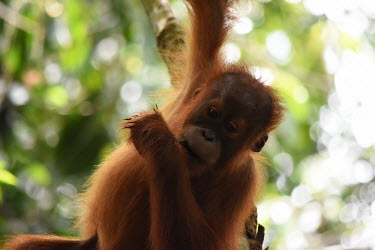 A baby orangutan hanging from a branch baby,young,juvenile,hanging,hairy,negative space,bokeh,cute,face,close up,canopy,shallow focus,eyes,orangutan,ape,great ape,apes,great apes,primate,primates,jungle,jungles,forest,forests,rainforest,ho