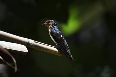 A barn swallow perching on the end of some bamboo swallow,bird,birds,birdlife,avian,aves,perch,perched,perching,sitting,shallow focus,close up,negative space,Barn swallow,Hirundo rustica,Chordates,Chordata,Perching Birds,Passeriformes,Aves,Birds,Swal
