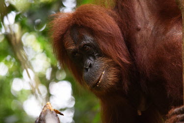 An adult orangutan up a tree face,adult,close up,canopy,shallow focus,eyes,orangutan,ape,great ape,apes,great apes,primate,primates,jungle,jungles,forest,forests,rainforest,hominidae,hominids,hominid,Asia,Sumatra,Sumatran,Indones