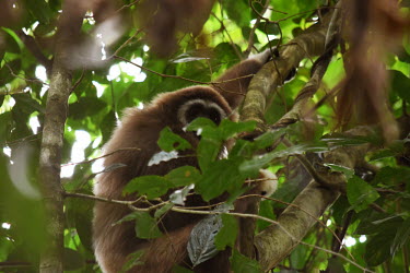 White-handed gibbon sat in the canopy lar gibbon,gibbon,gibbons,canopy,ape,apes,primate,primates,jungle,jungles,forest,forests,rainforest,Asia,Sumatra,Sumatran,Indonesia,tropical,mammal,mammals,vertebrate,vertebrates,arboreal,White-handed