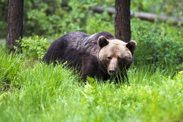 European brown bear stood in Scots pine forest Ursus arctos arctos,European brown bear,Scots pine,pine forest,Ida-Viru region,head,face,close-up,bear,bears,forest,forests,woods,woodland,omnivore,mammal,mammals,vertebrate,vertebrates,terrestrial,fu