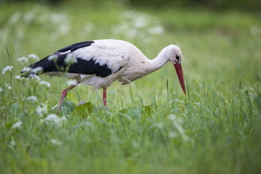 White stork feeding on insects in meadow birds,bird,birdlife,avian,aves,stork,storks,bill,walking,meadow,habitat,green background,eating,feeding,forage,foraging,hunting,White stork,Ciconia ciconia,Chordates,Chordata,Storks,Ciconiidae,Ciconii