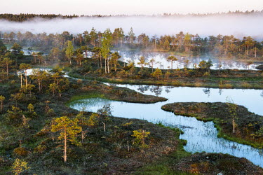 Wetland habitat at dawn, Endla Nature Reserve, J�rva region, Estonia Wetland,wetlands,habitat,habitats,landscape,endangered habitats,water,sunrise,dawn,trees,tree,mist,misty,breeding ground