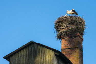 White stork feeding chick at nest built on barn chimney birds,bird,storks,nest,nesting,chicks,chick,young,feeding,stick nest,negative space,White stork,Ciconia ciconia,Chordates,Chordata,Storks,Ciconiidae,Ciconiiformes,Herons Ibises Storks and Vultures,Ave