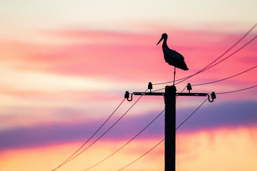 White stork on electricity pylon at sunset sunset,dusk,sky,colourful,colour,pylon,aves,stork,storks,electricity,bird,birds,silhouette,pretty,pink,peach,purple,conservation issues,threats,threat,White stork,Ciconia ciconia,Chordates,Chordata,St