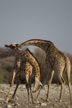 Giraffes 'necking' in dispute fighting,fight,necking,male,confrontation,behaviour,giraffes,males,aggression,Giraffe,Giraffa camelopardalis,Even-toed Ungulates,Artiodactyla,Chordates,Chordata,Mammalia,Mammals,Giraffidae,Giraffes,Te