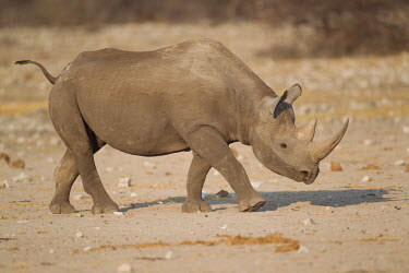 Black rhinoceros walking rhino,rhinos,horn,walk,walking,Black rhinoceros,Diceros bicornis,Mammalia,Mammals,Chordates,Chordata,Rhinocerous,Rhinocerotidae,Perissodactyla,Odd-toed Ungulates,Rinoceronte Negro,Rhinocéros Noir,Sem