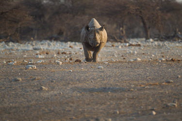 Black rhinoceros walking towards camera rhino,rhinos,horn,walk,walking,head on,Black rhinoceros,Diceros bicornis,Mammalia,Mammals,Chordates,Chordata,Rhinocerous,Rhinocerotidae,Perissodactyla,Odd-toed Ungulates,Rinoceronte Negro,Rhinoc�ros N