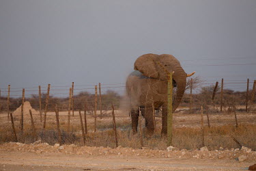African elephant close to village protected by fence human animal conflict,elephants,fence,fenced off,human,humans,people,village,African elephant,Loxodonata africana,Loxodonta africana,Elephants,Elephantidae,Chordates,Chordata,Elephants, Mammoths, Mast