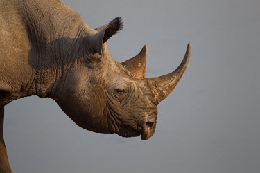 Black rhinoceros head close up rhino,rhinos,horn,rhino horn,head,face,eye,Black rhinoceros,Diceros bicornis,Mammalia,Mammals,Chordates,Chordata,Rhinocerous,Rhinocerotidae,Perissodactyla,Odd-toed Ungulates,Rinoceronte Negro,Rhinocé
