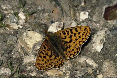Pearl-bordered fritillary Pearl bordered fritillary,Boloria euphrosyne,Nymphalidae,Brush-Footed Butterflies,Insects,Insecta,Arthropoda,Arthropods,Lepidoptera,Butterflies, Skippers, Moths,Pearl-bordered fritillary,Broadleaved,B