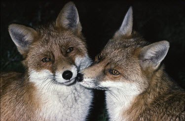 Pair of red foxes How does it live ?,Social behaviour,Vulpes vulpes,Red fox,Chordates,Chordata,Mammalia,Mammals,Carnivores,Carnivora,Dog, Coyote, Wolf, Fox,Canidae,Renard Roux,Zorro Rojo,ZORRO,Asia,Africa,Common,Ripari