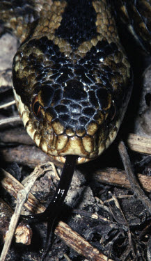 Close up of adder's head showing tongue Vipera berus,Adder,Reptilia,Reptiles,Squamata,Lizards and Snakes,Viperidae,Pit Vipers,Chordates,Chordata,Temperate,lotievi,Terrestrial,Heathland,Asia,Wildlife and Conservation Act,Europe,Animalia,Carn