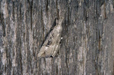 Buttoned Snout Hypena rostralis,White-line Snout,Insects,Insecta,Arthropoda,Arthropods,Noctuidae,Owlet Moths,Lepidoptera,Butterflies, Skippers, Moths,Buttoned snout moth,Fluid-feeding,Hypena,Animalia,Urban,Flying,Ag