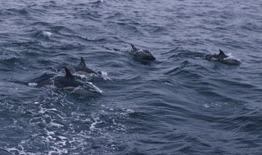 Pod of short-beaked common dolphins How does it live ?,Social behaviour,Short-beaked common dolphin,Delphinus delphis,Cetacea,Whales, Dolphins, and Porpoises,Mammalia,Mammals,Chordates,Chordata,Oceanic Dolphins,Delphinidae,Dauphin Commu